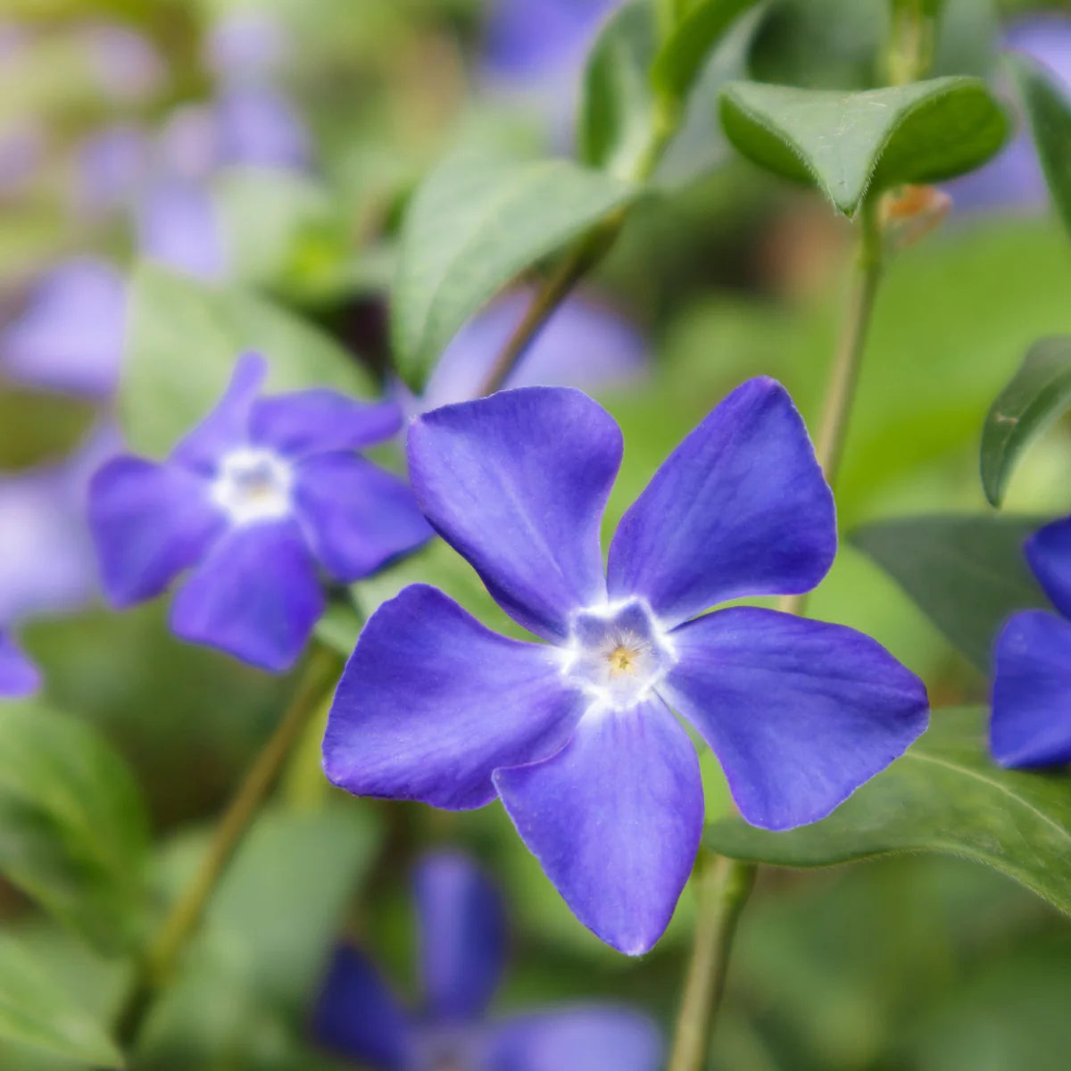 Semi di fiore di Vinca Minor per giardinaggio e piantagione