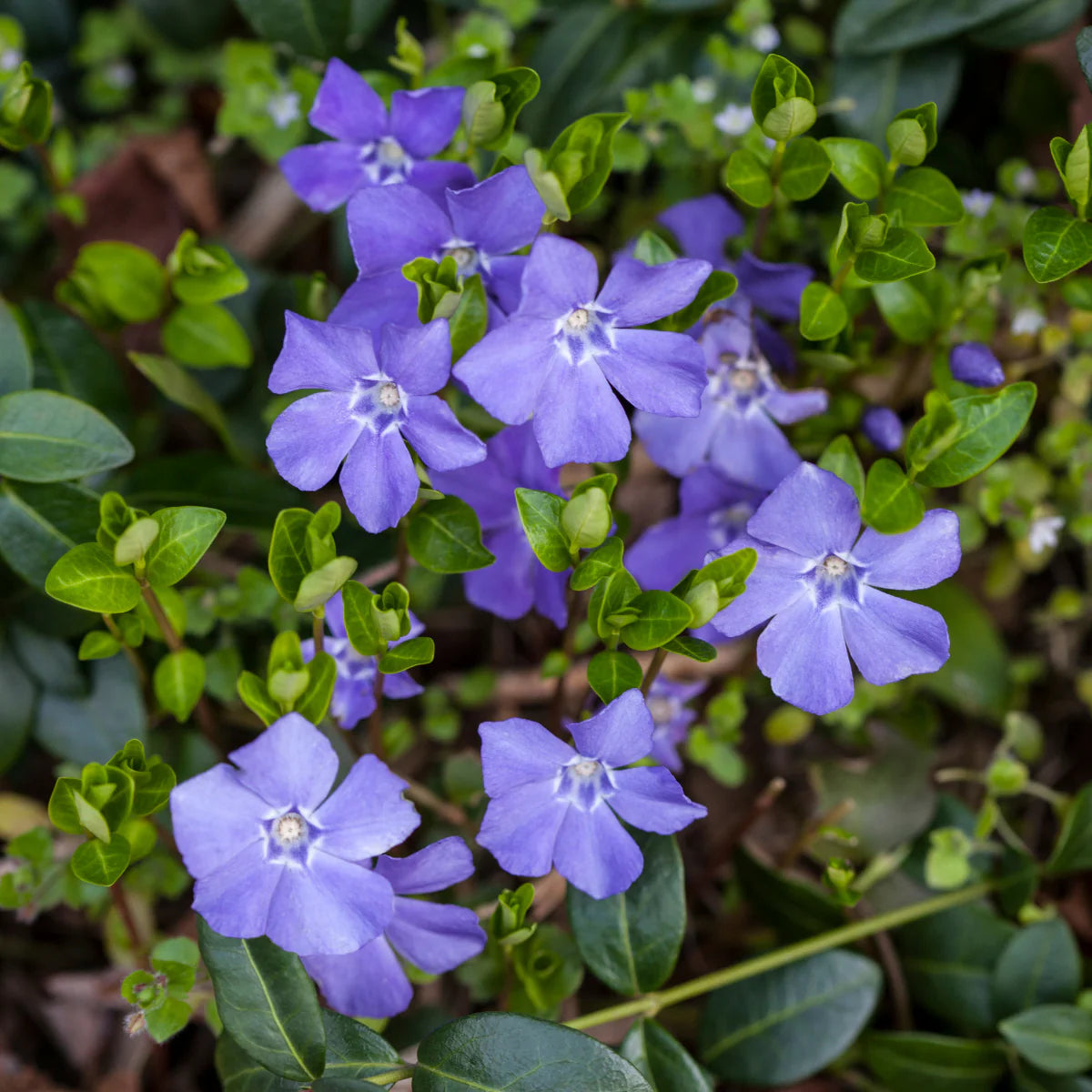 Semi di fiore di Vinca Minor per giardinaggio e piantagione