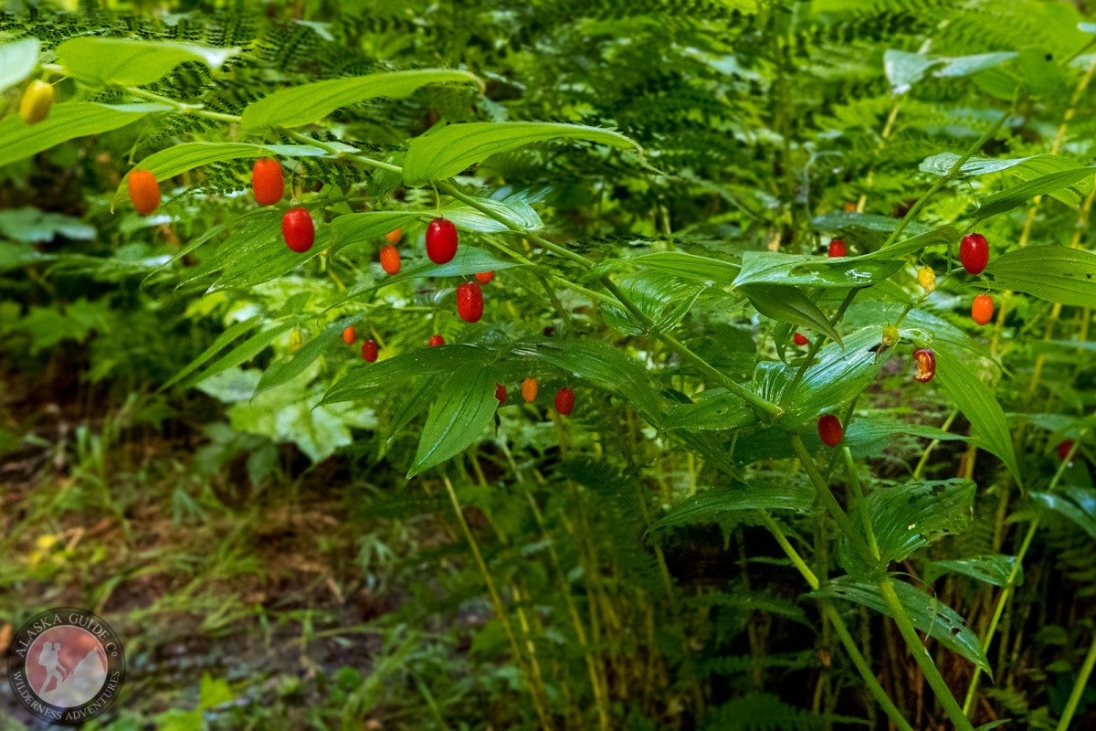 Watermelon berry seedlings sprouting in shaded soil