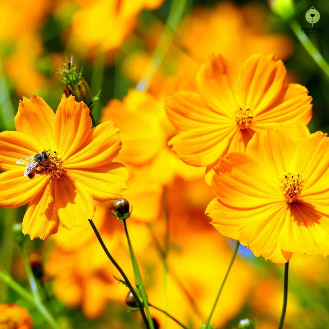 Graines de fleurs Cosmos jaune doré, floraisons éclatantes pour un jardin vivant