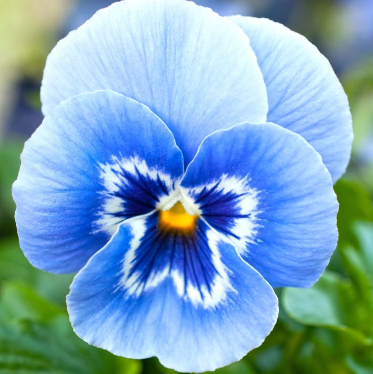 Graines de fleurs de pensée bleues et blanches, fleurs bicolores élégantes, non-OGM