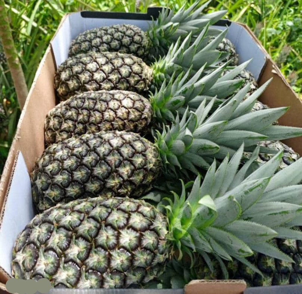 Abacaxi Pineapple seeds for planting sweet Sugarloaf pineapples