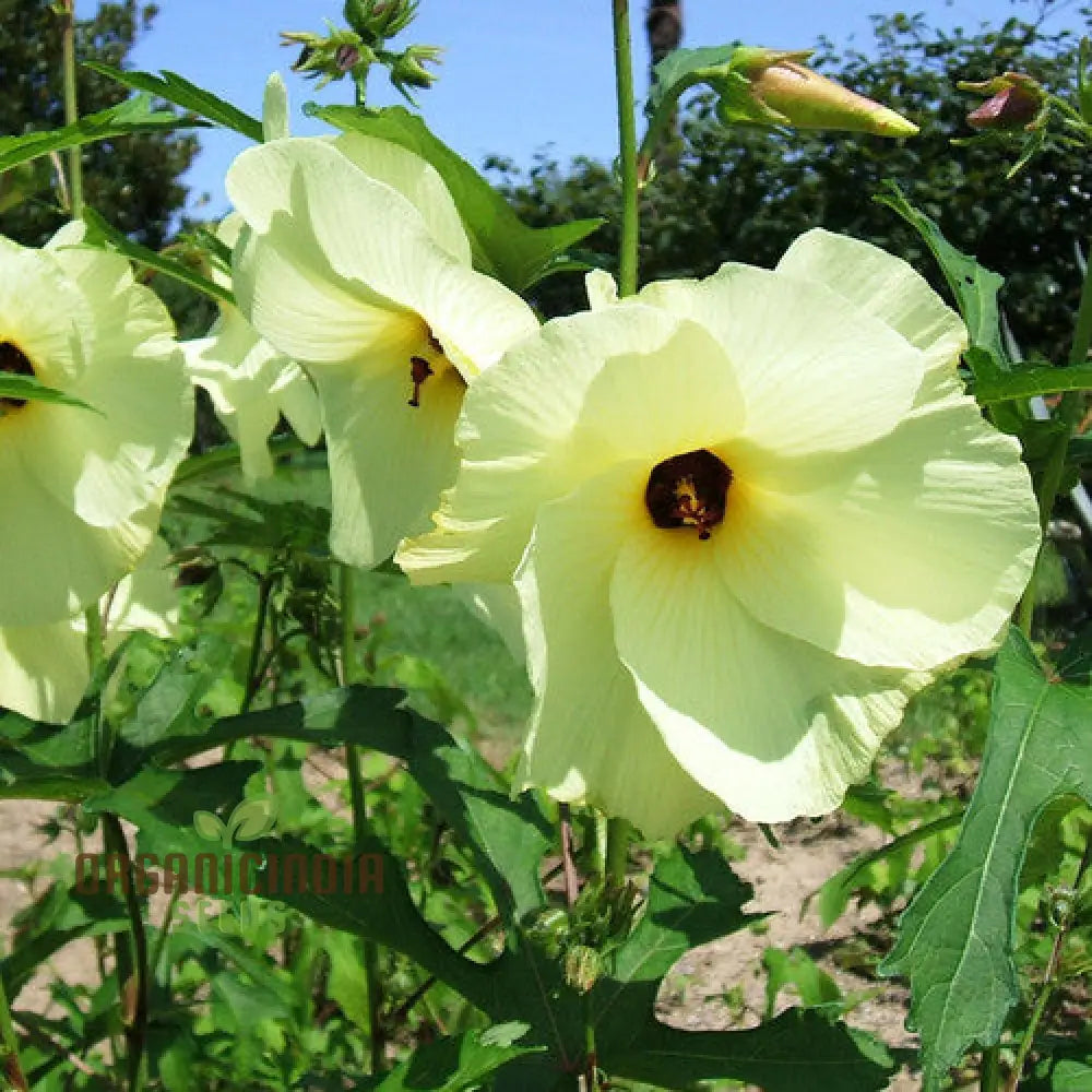 Exotic Abelmoschus Manihot Flower Seeds for Unique Garden Planting