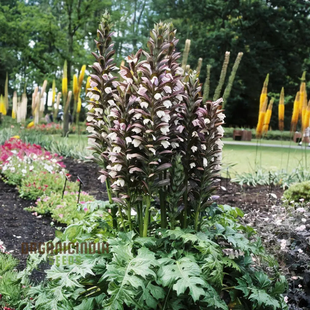 Acanthus mollis lush green foliage in garden