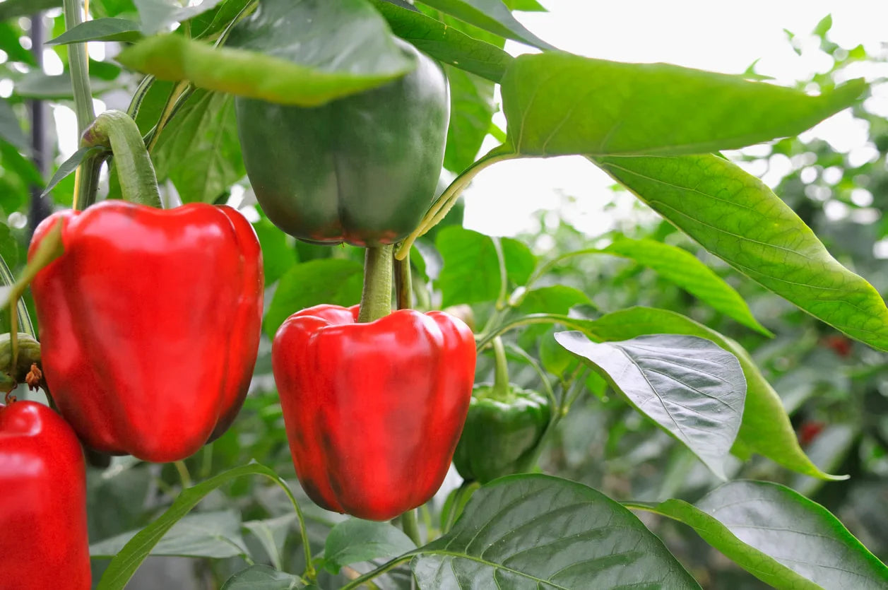 Mature Ace Red Bell Pepper Plant with Vibrant Red Peppers