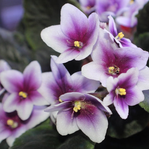 Semillas de flor de violeta africana para plantar