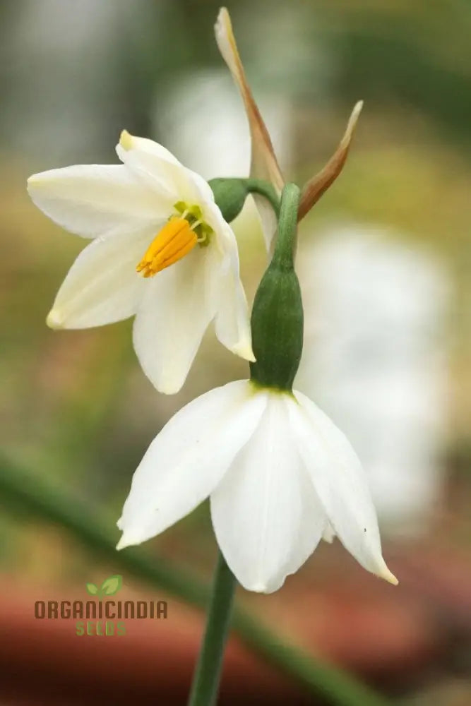 Acis nicaeensis flower seeds elegant white blooms for gardens