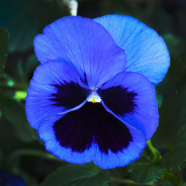Blue Pansy Flower Seeds, Stunning Unique Blooms, Easy to Grow, Non-GMO