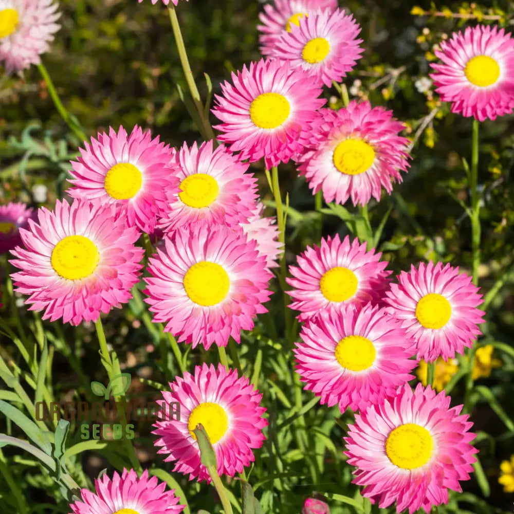 Acroclinium Mix seeds growing into healthy seedlings