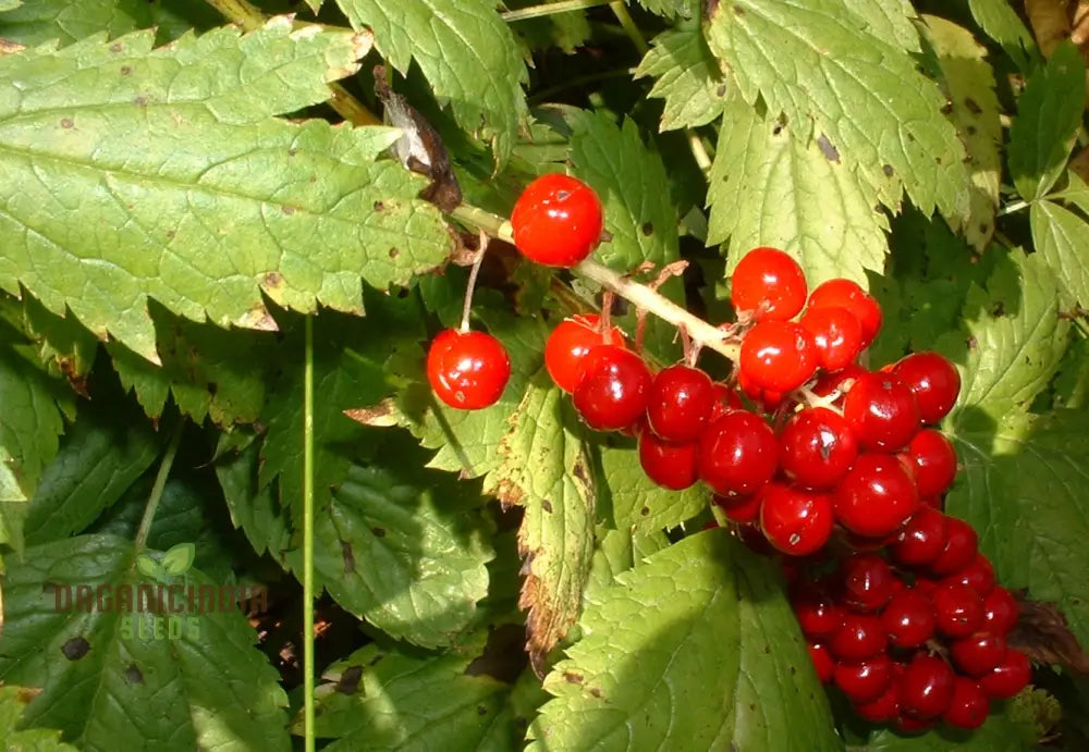 Actaea Rubra Seeds Blooming – White Flowers and Red Berries