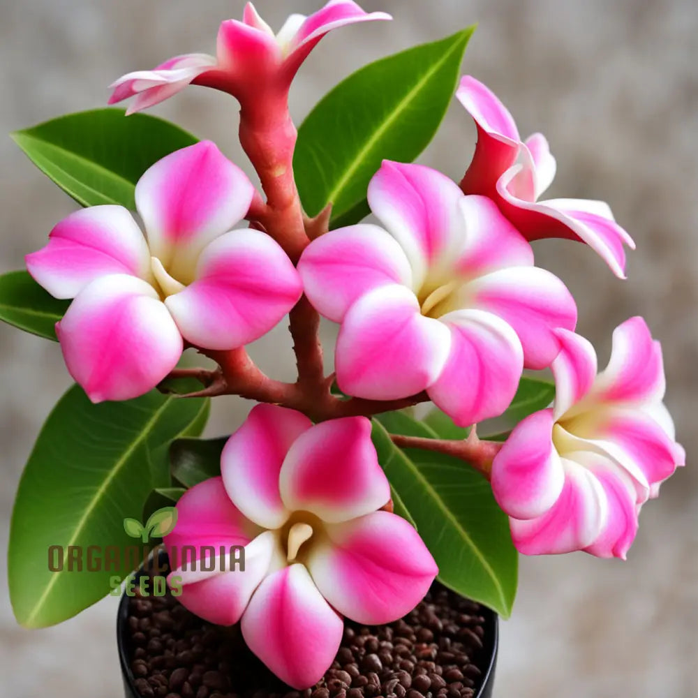 Pink Adenium Grown as Bonsai in Pot