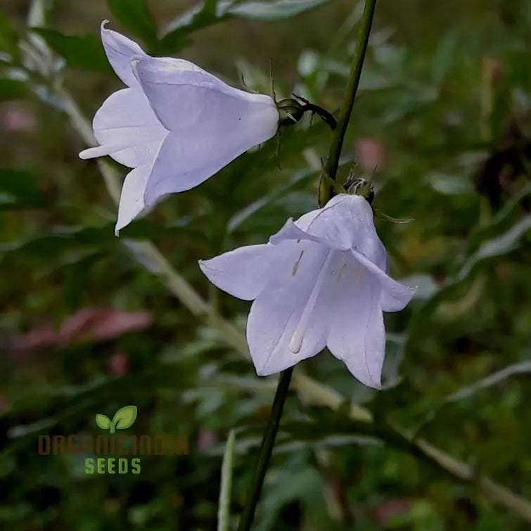 Adenophora Khasiana seeds growing into healthy seedlings
