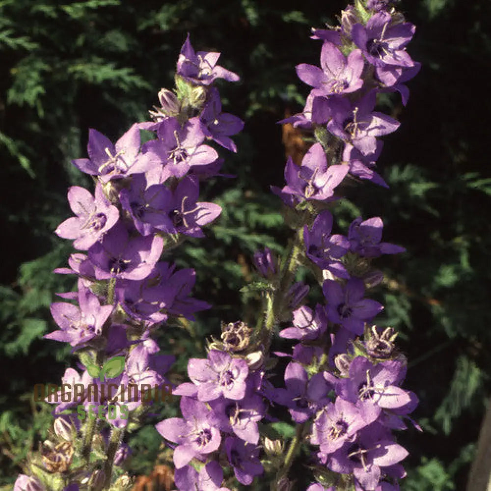 Adenophora seeds plant growth stages in outdoor garden