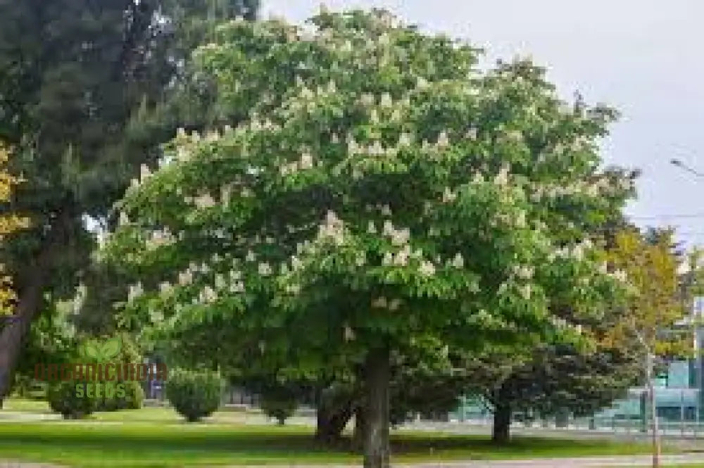 Aesculus hippocastanum seeds classic horse chestnut trees