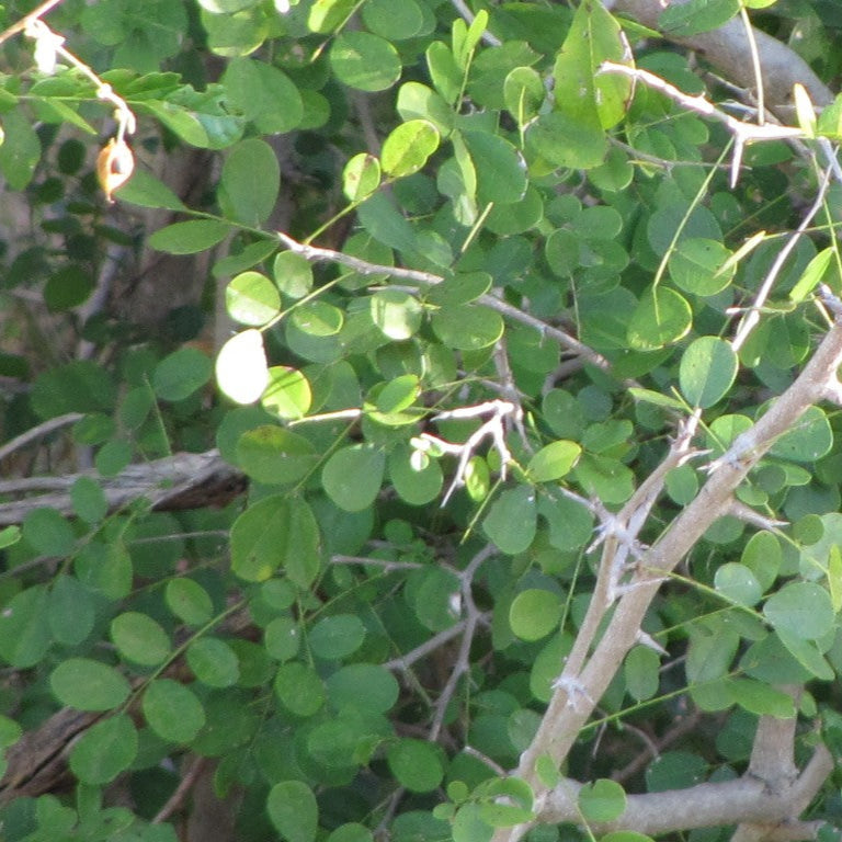 African Blackwood Seedlings Growing from Premium Non-GMO Seeds