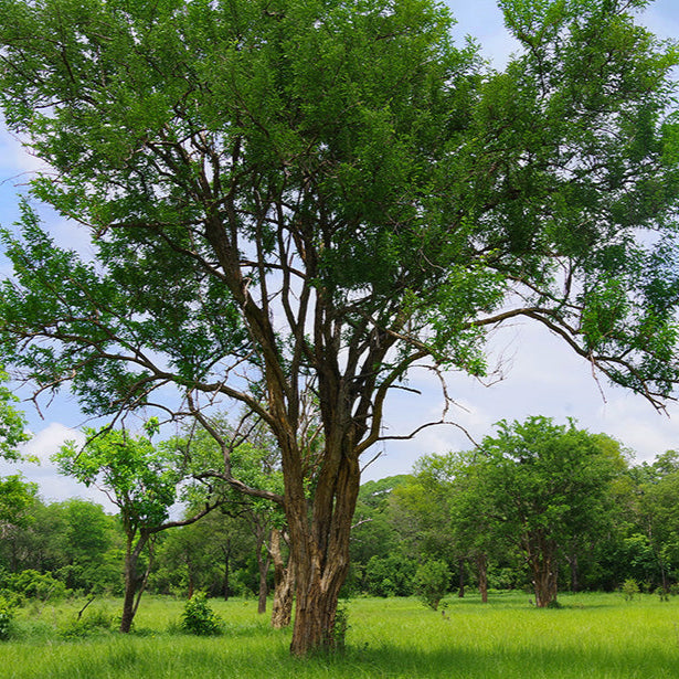 African Blackwood Seeds Dalbergia Melanoxylon Rare Timber Tree