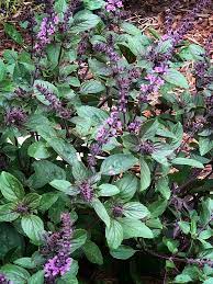 African Blue Basil Plant Pollinator Friendly Herb for Home Garden