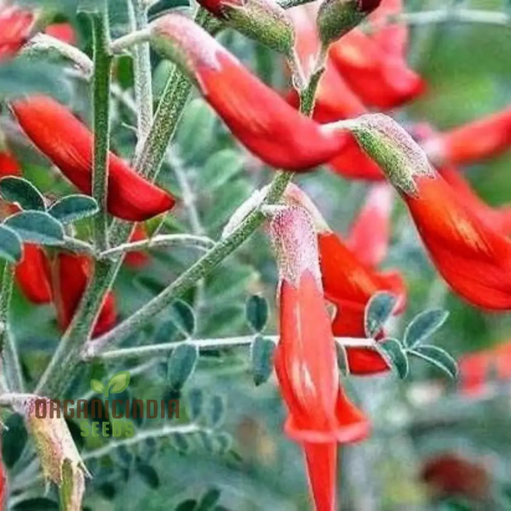 African Bush Willow silvery foliage close-up