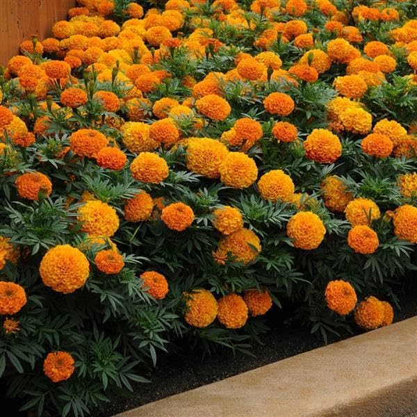African Marigold Giant Bloom Seeds for Outdoor Flower Beds