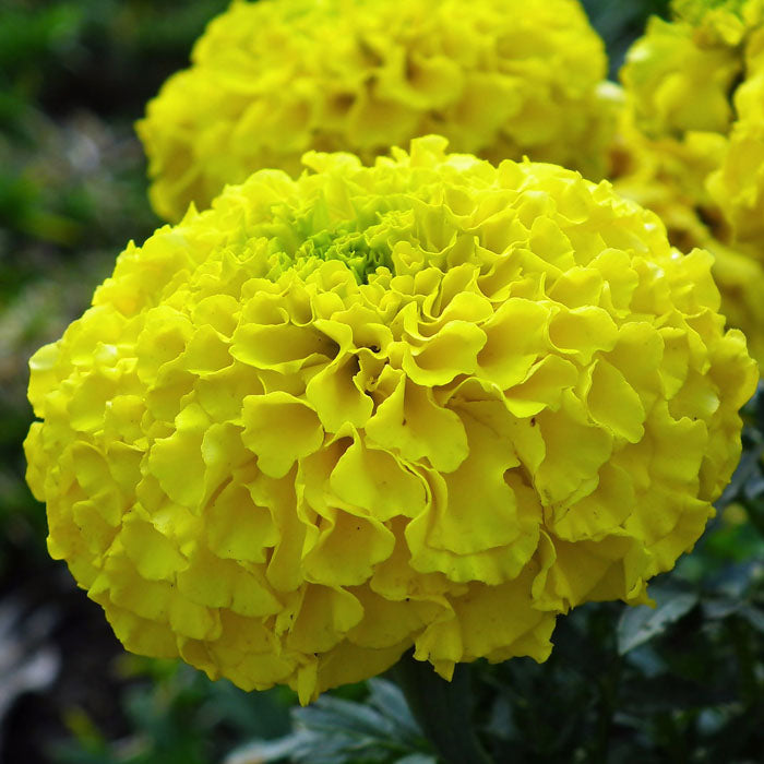 Semillas de flores de caléndula amarillo brillante, flores vibrantes para jardines y bordes