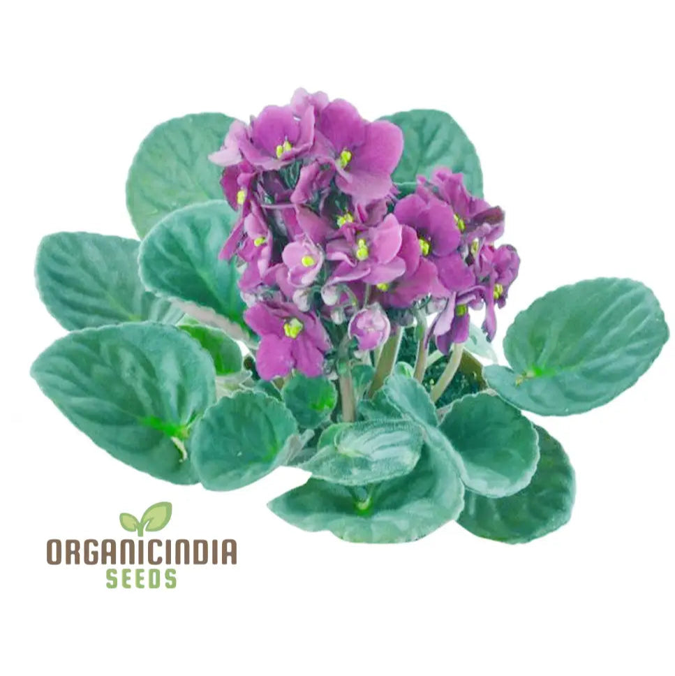 Compact African Violet Plant Growing in Small Pot