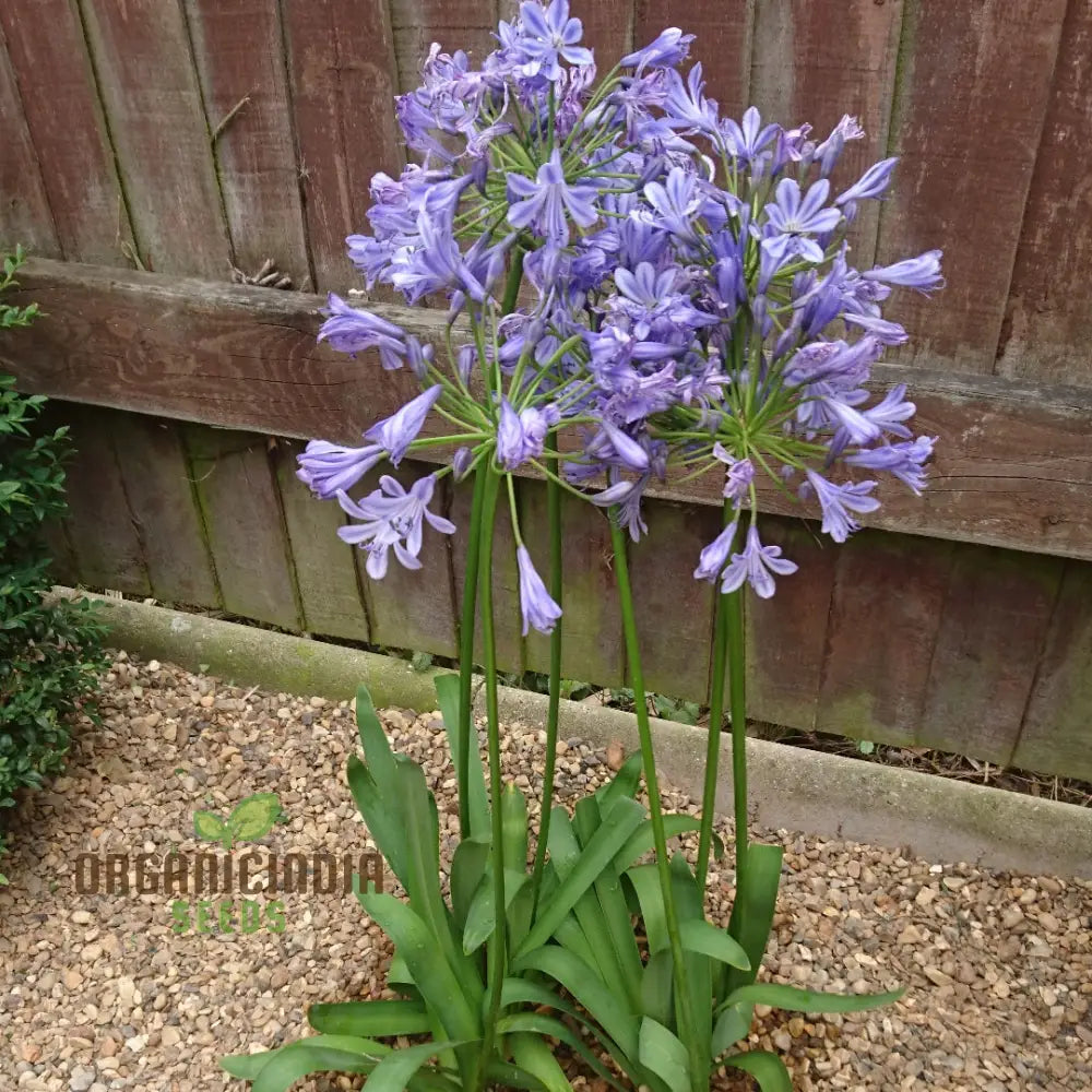 Agapanthus Sunfield Flower Seeds for Tall Stunning Garden Blooms