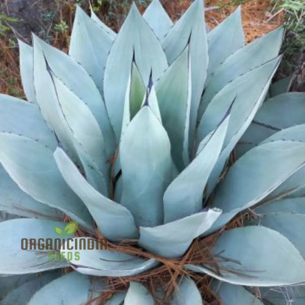 Agave Attenuata Seeds for Container Gardening and Modern Landscaping