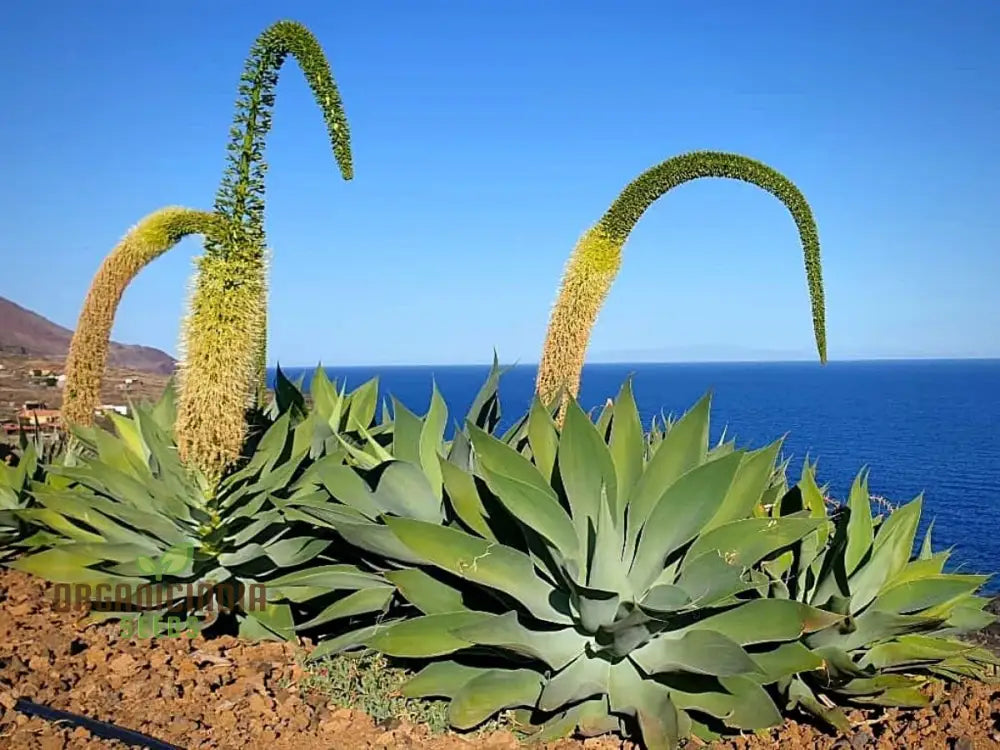 Agave Attenuata Seeds for Planting Soft-Leaf Agave Landscaping Variety
