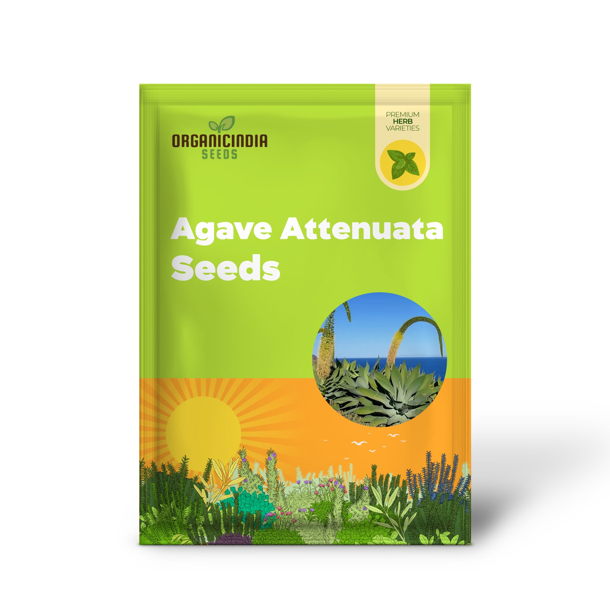 Soft-Leaf Agave Attenuata Seeds for Elegant Garden Planting