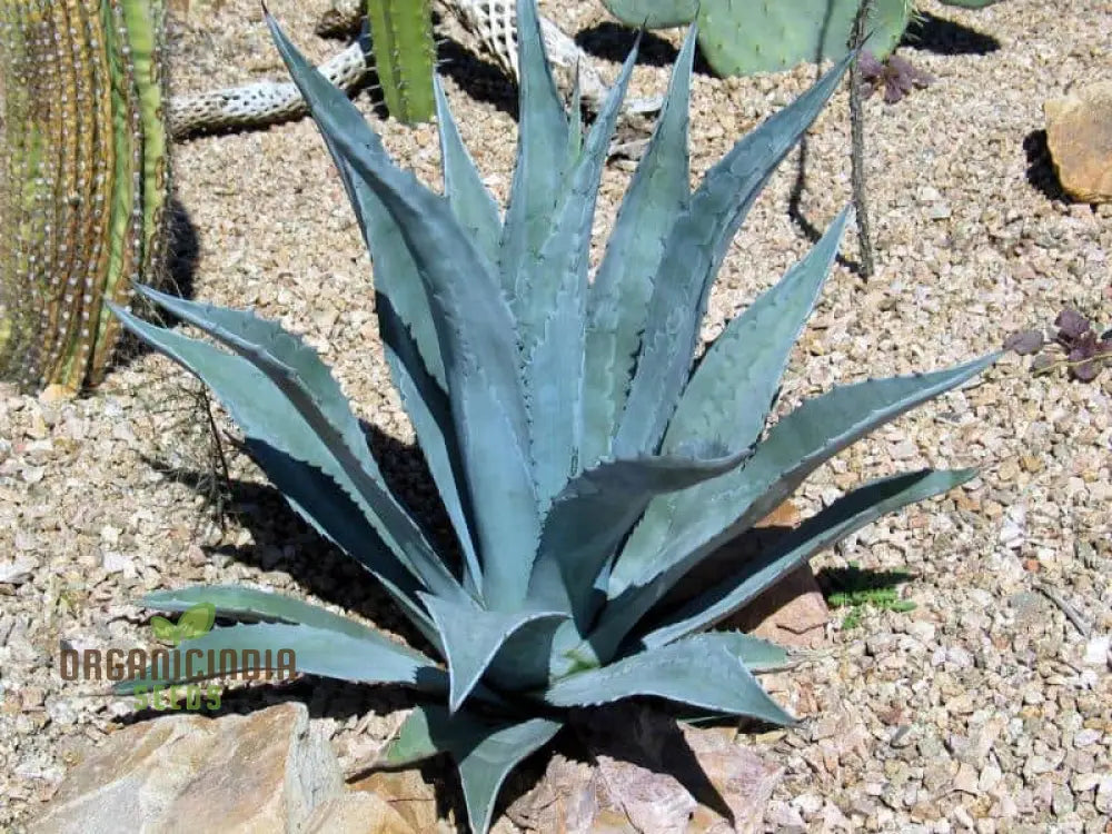 Young Agave Attenuata Plants Grown from Seeds – Soft Leaf Succulent