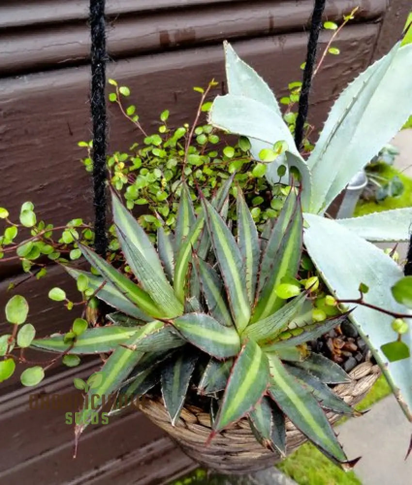 Agave funkiana Seeds Showing Rosette Growth Pattern