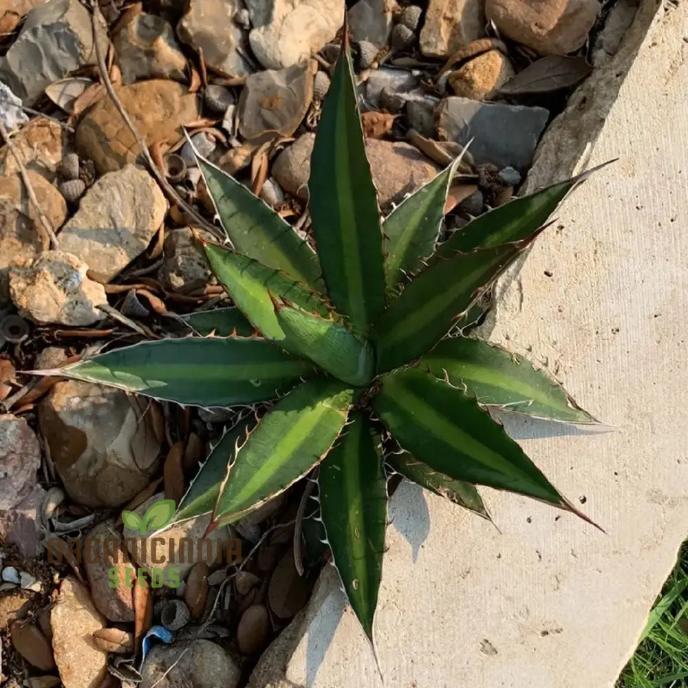 Agave funkiana Seeds for Planting with Striking Architectural Foliage