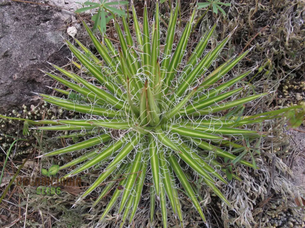 Agave multifilifera seeds growing in containers for home gardens