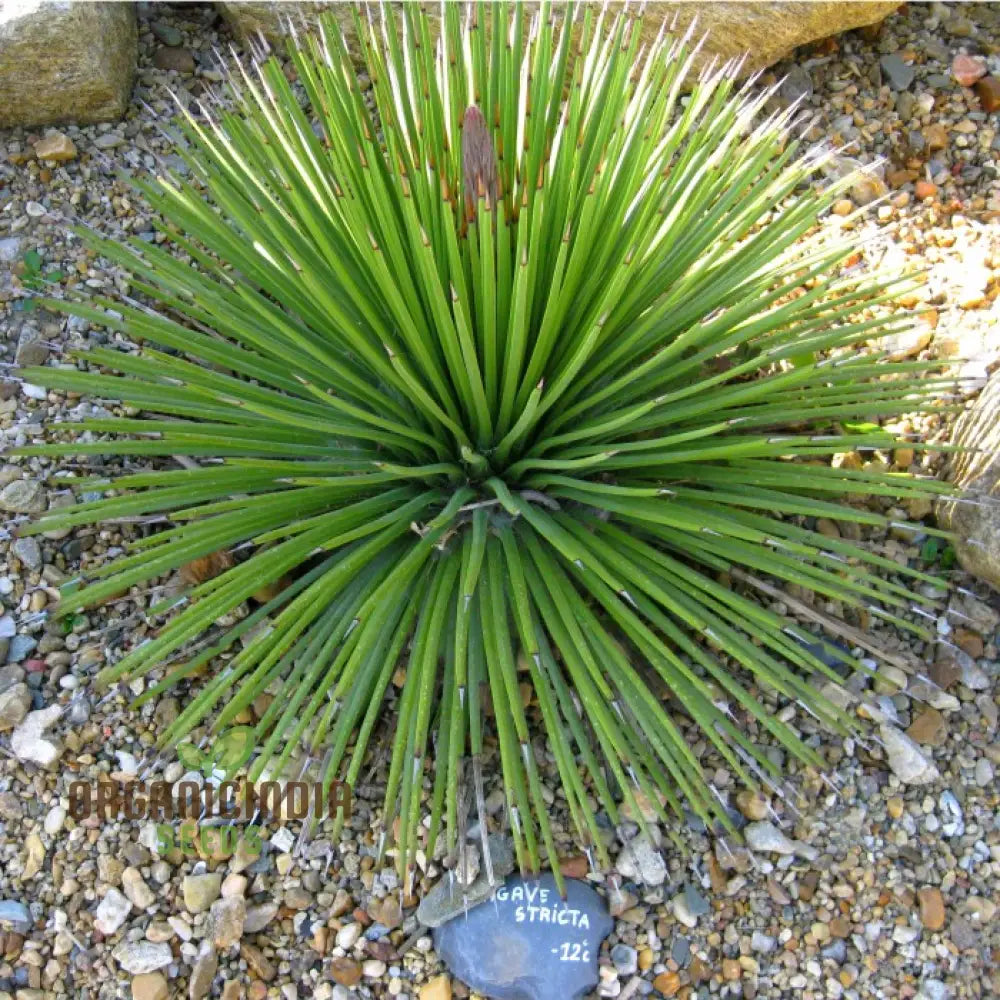 Agave stricta seeds growing in containers for modern garden design