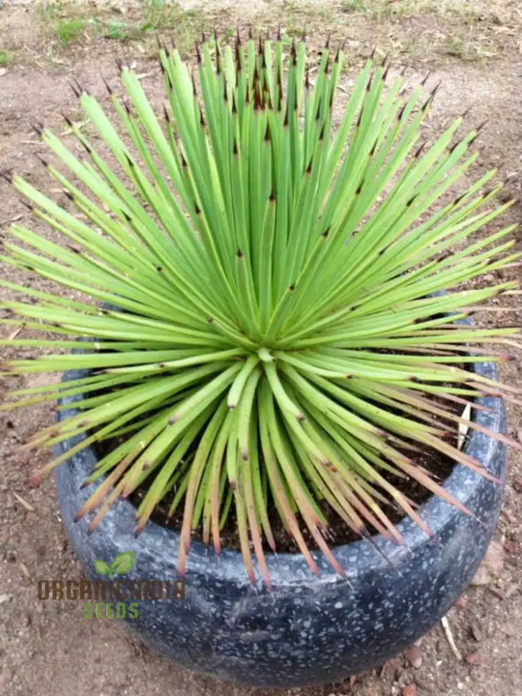 Agave stricta seeds growing into dense spiky rosette desert plant