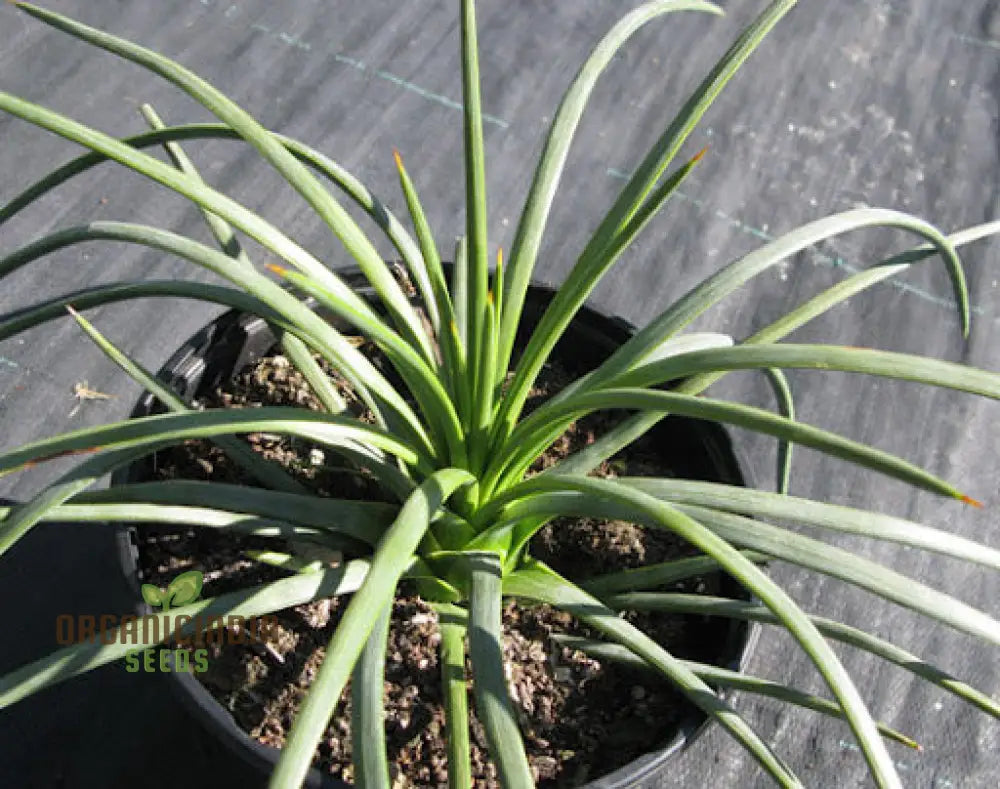 Agave Tenuifolia Seeds Variety for Drought-Tolerant Landscaping