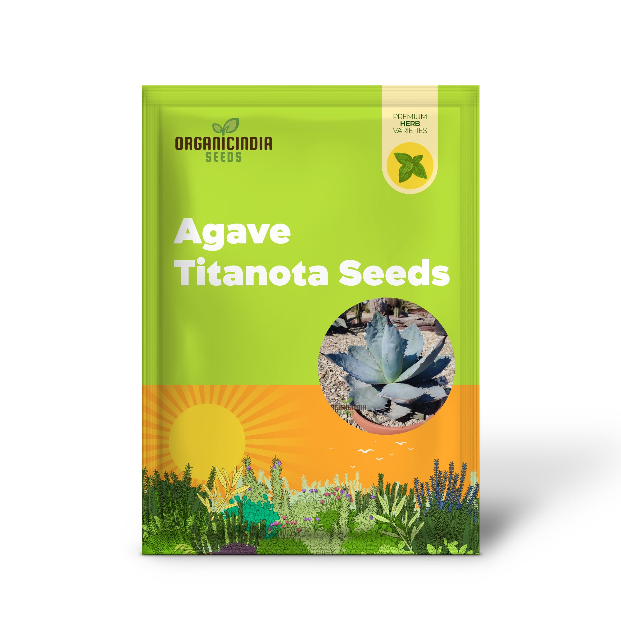 Ornamental Agave Titanota Blue Seeds for Drought Tolerant Landscaping