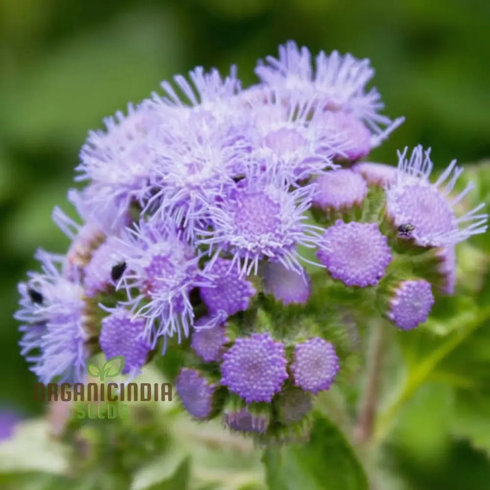Ageratum F1 Hawaii Mixed Color Flower Seeds - Vibrant And Compact Blooms For Stunning Garden Borders
