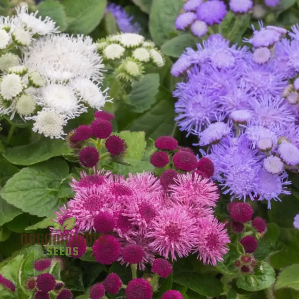 Ageratum F1 Hawaii Mixed Color Flower Seeds - Vibrant And Compact Blooms For Stunning Garden Borders