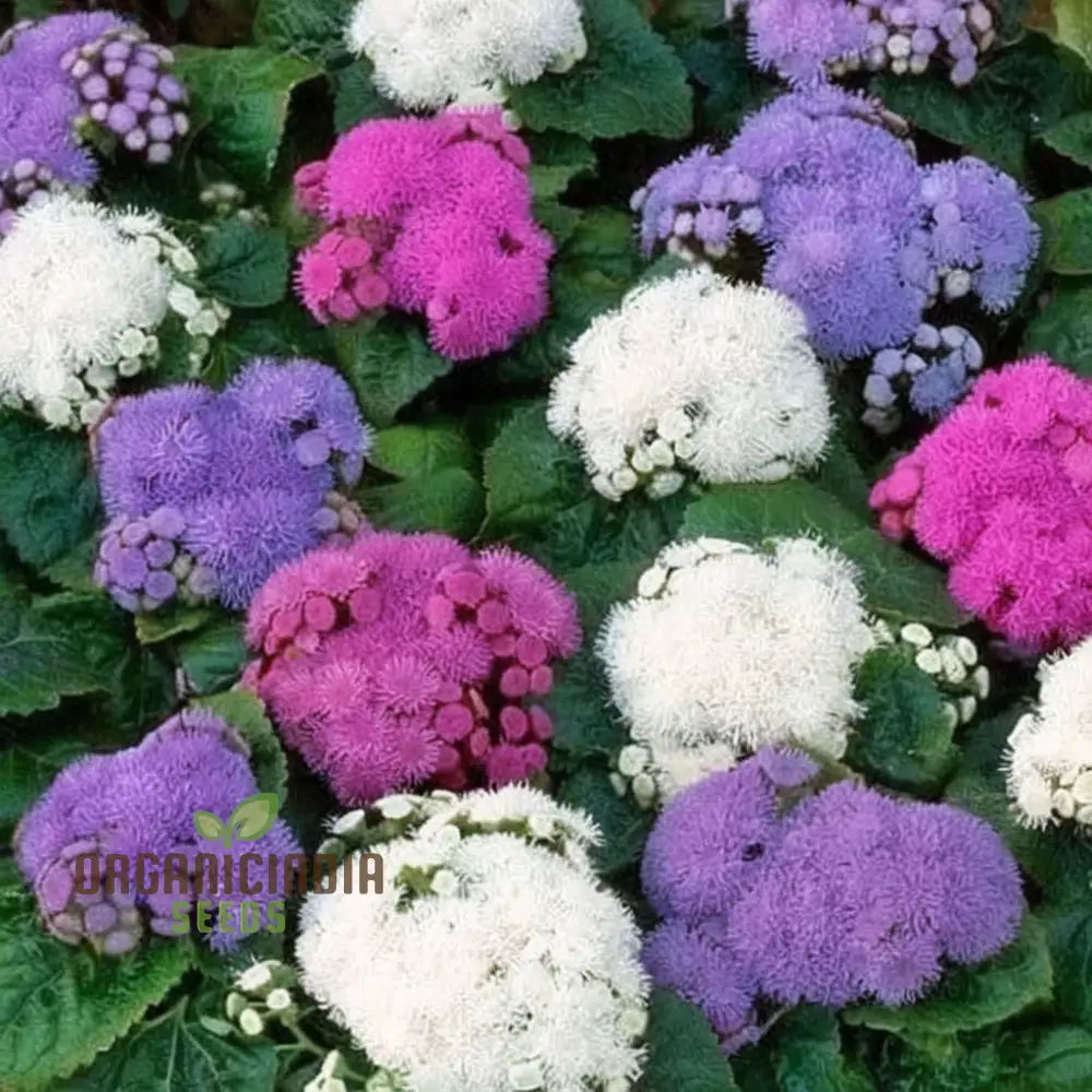Ageratum F1 Hawaii Mixed Color Flower Seeds - Vibrant And Compact Blooms For Stunning Garden Borders