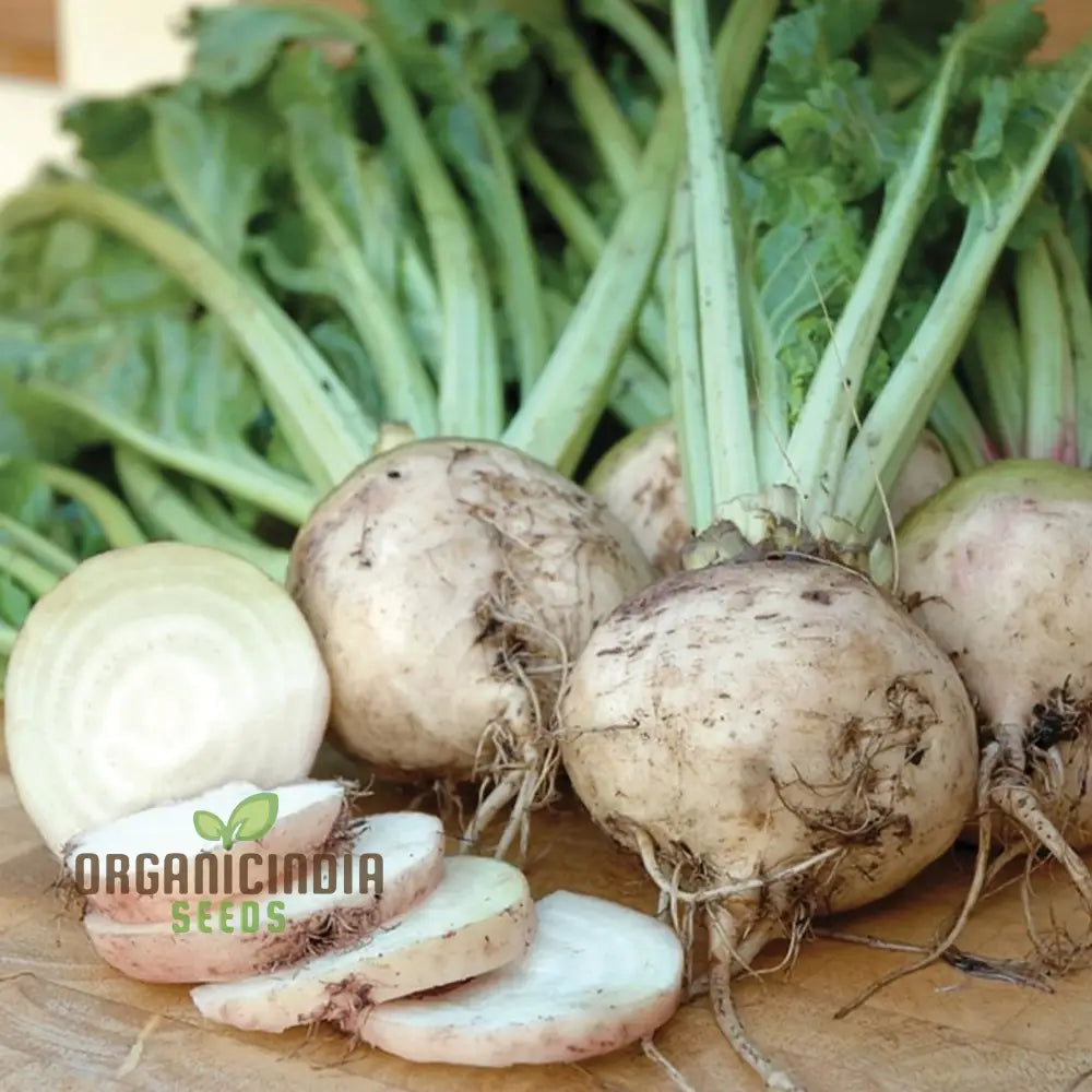 Mature Albino Beet Plant from Seeds, Heirloom Garden Vegetable