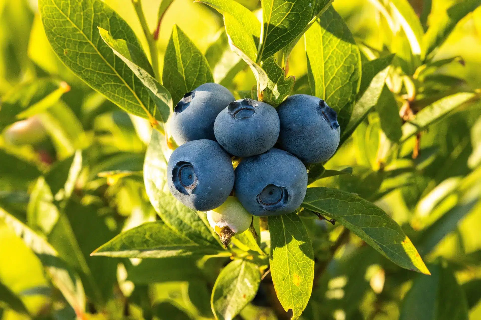 Non-GMO blueberry shrub with green leaves and flowers