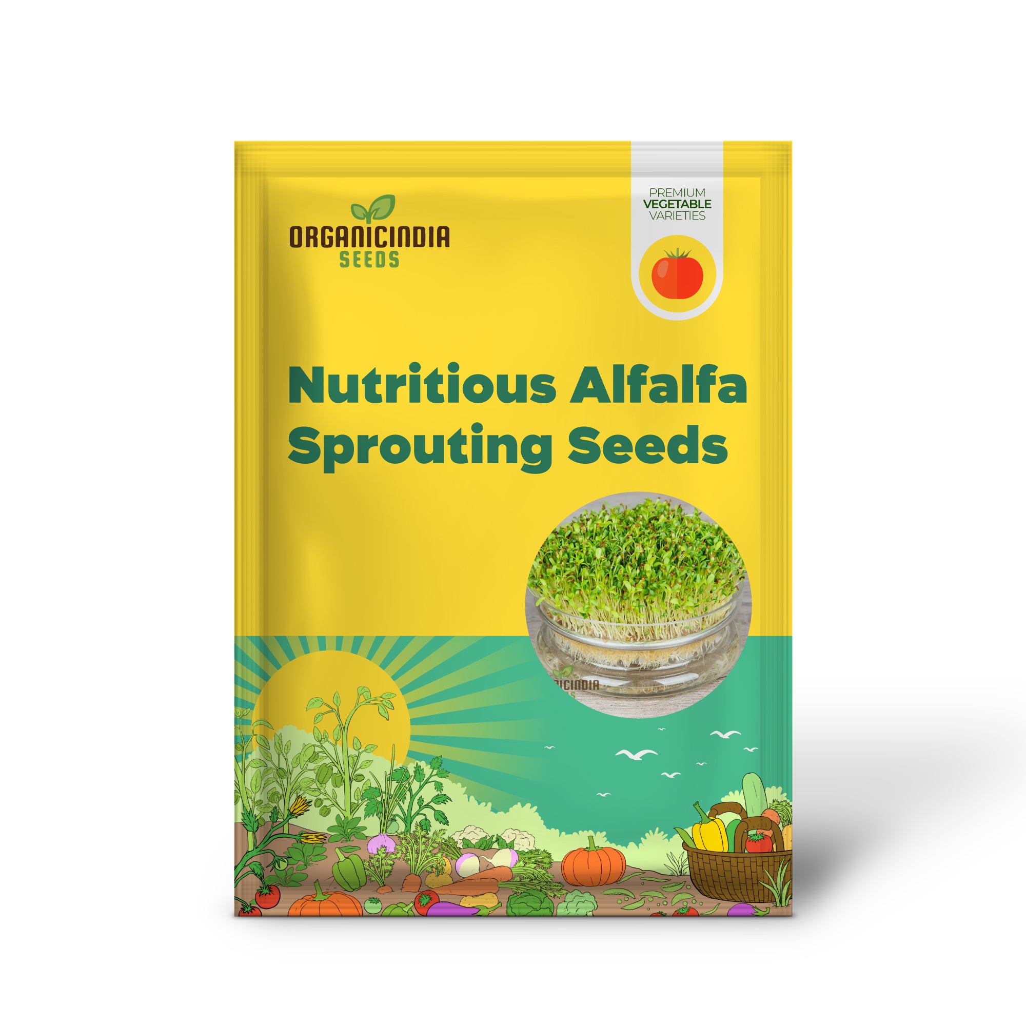 Alfalfa Sprout Seedling Growing in Jar, Easy-to-Grow Sprouting Seeds