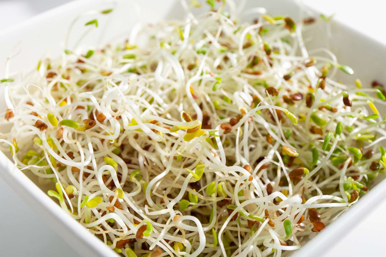 Alfalfa Sprouts Growing in Sprouting Jar, Easy Indoor Sprouting