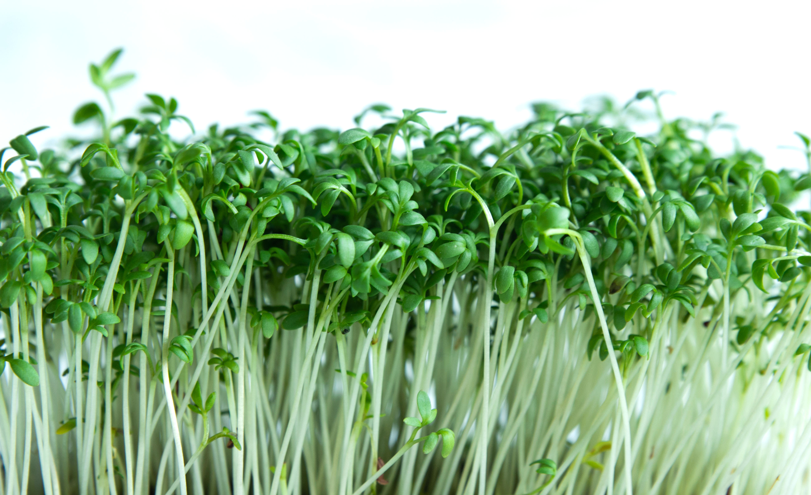 Harvested Alfalfa Sprouts from Seeds, Fresh and Healthy Homegrown Sprouts
