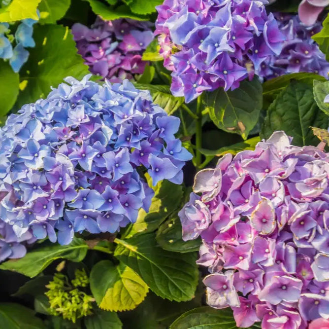 All Season Dwarf Hydrangea Flower Seeds Hybrid Variety For Year-Round Gardening Easy-To-Grow Seeds
