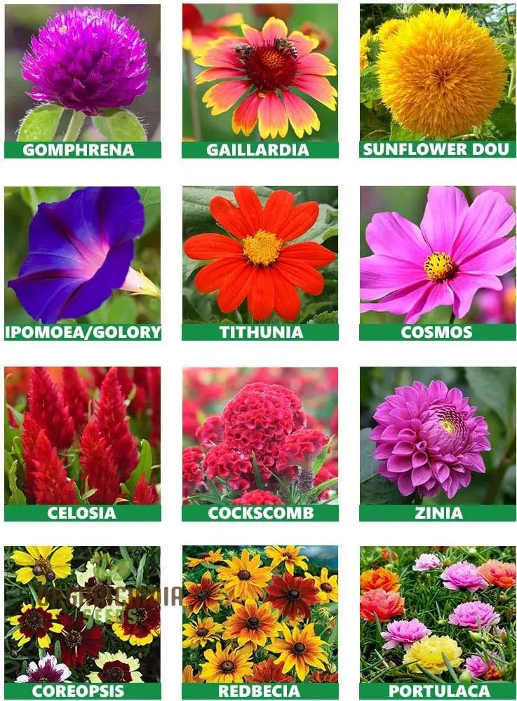All season flower seeds mix for year-round blooms