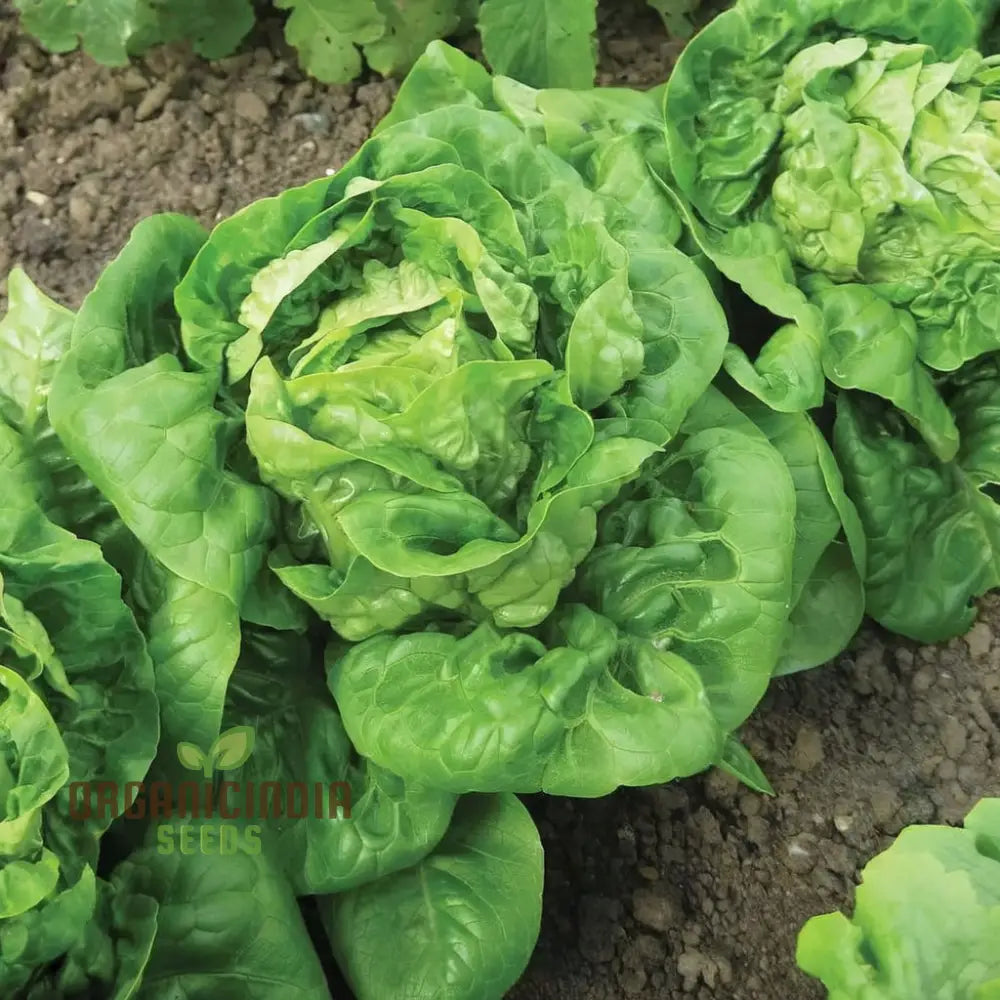 All Year Round Lettuce Seeds, Non-GMO, High-Yield Salad Greens Seeds
