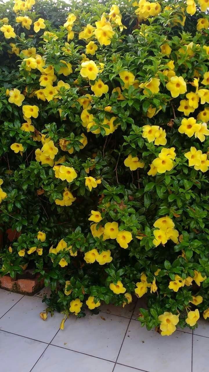 High Quality Allamanda Garden Seeds for Colorful Blooming Plants