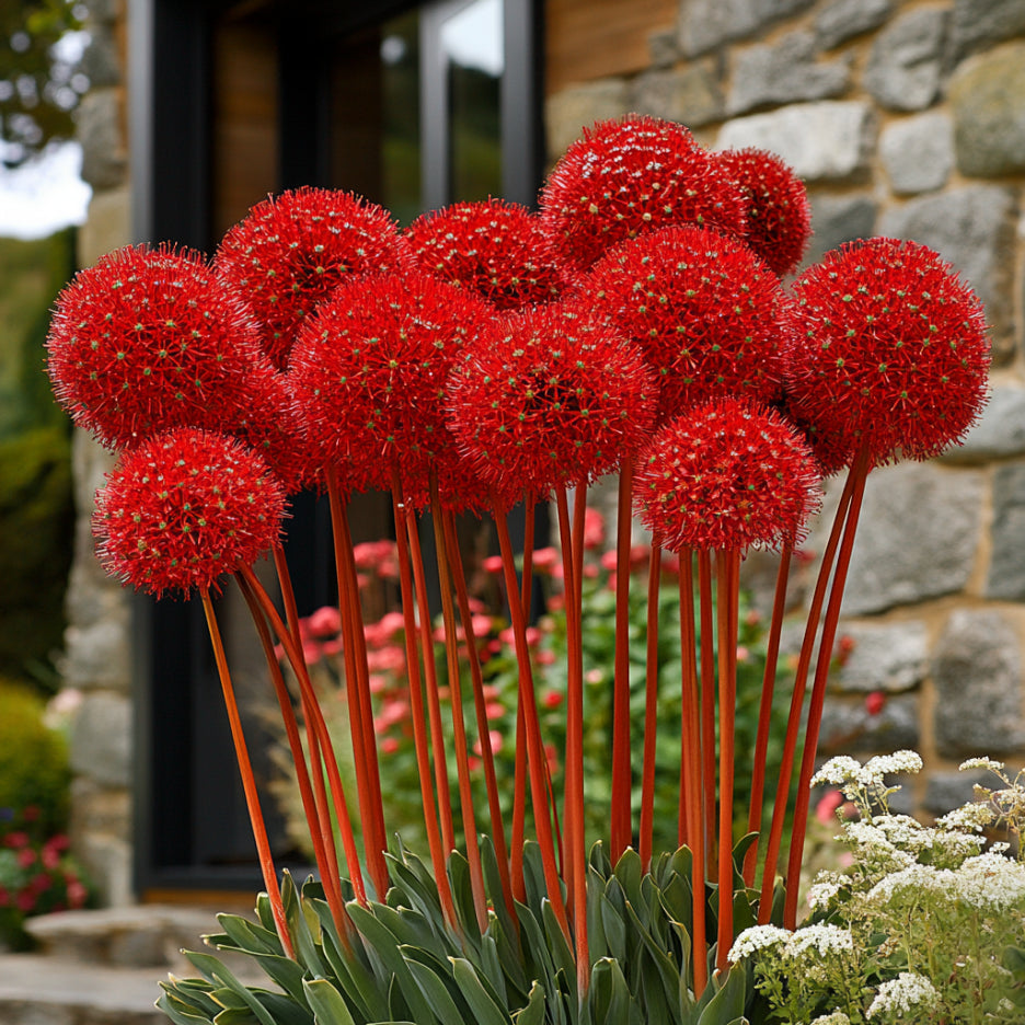 Allium Atropurpureum seeds for planting